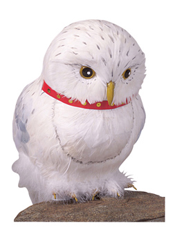 Hedwig